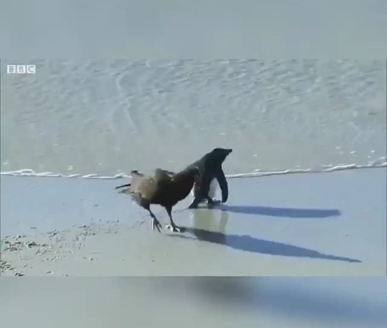 فیلم نجات پنگوئن توسط اردک ها از محاصره پرندگان شکارچی