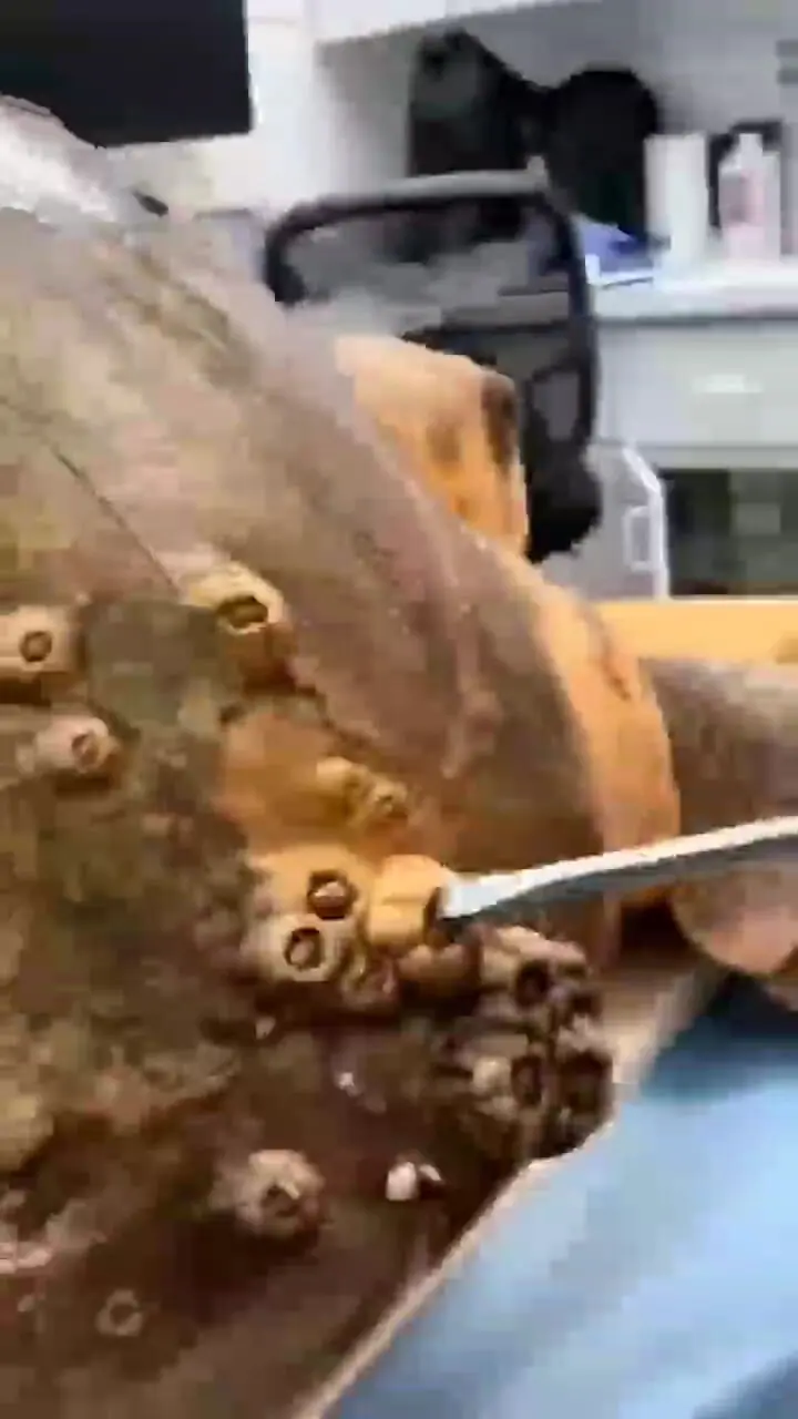 پاکیزگی لاک رمز بقا در زندگی لاک‌پشت‌ها + فیلم