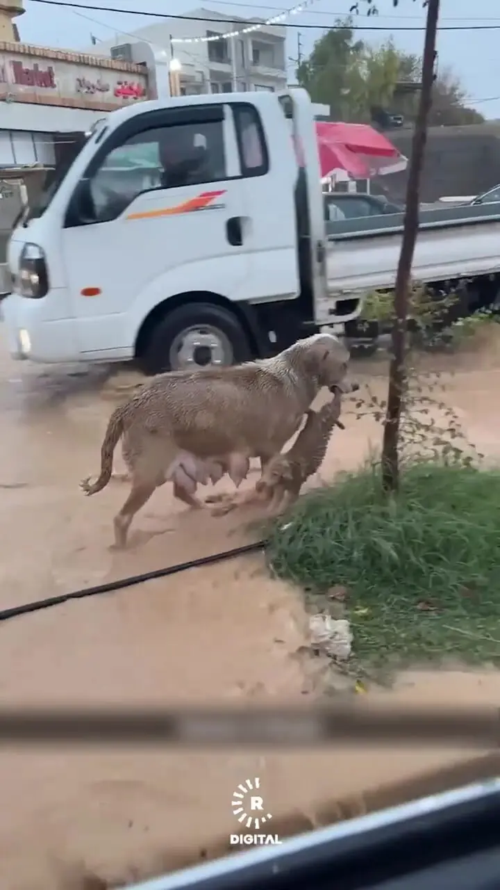 فیلم نجات توله سگ توسط مادرش در سیلاب کردستان عراق