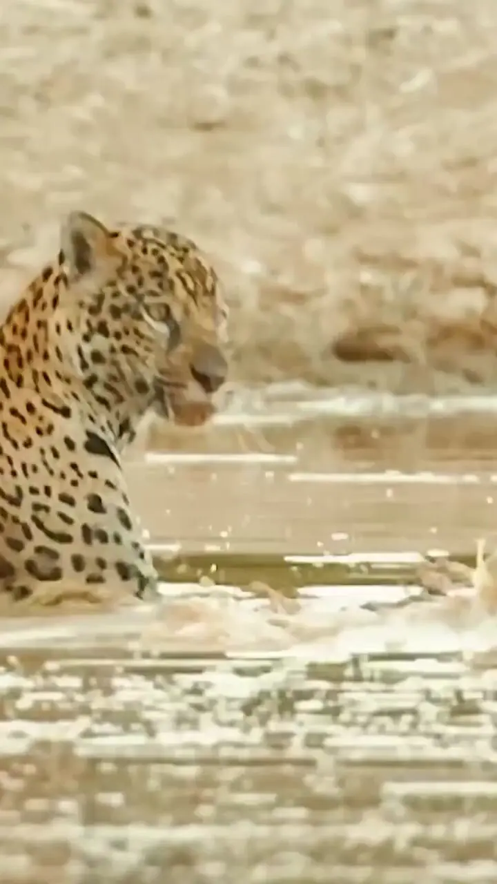 شکار کاپیبارا توسط جگوار وحشی + فیلم