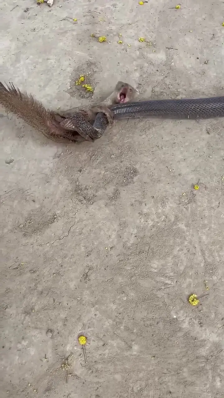 فیلم مبارزه مرگبار مانگوس و مار در طبیعت