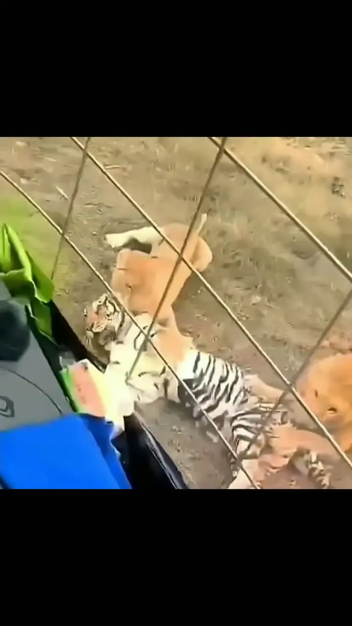 فیلم حادثه وحشتناک در باغ وحش چین / ببر سیبری کشته شد