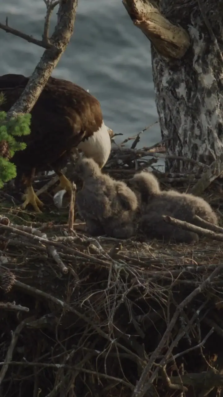 هدیه‌ای از دل رودخانه ماهی برای جوجه‌های عقاب + فیلم