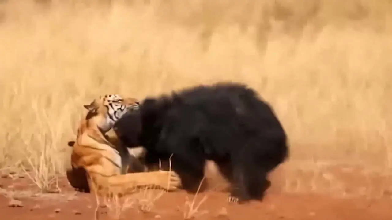 فیلم قدرت و خشونت در رویارویی خرس و ببر