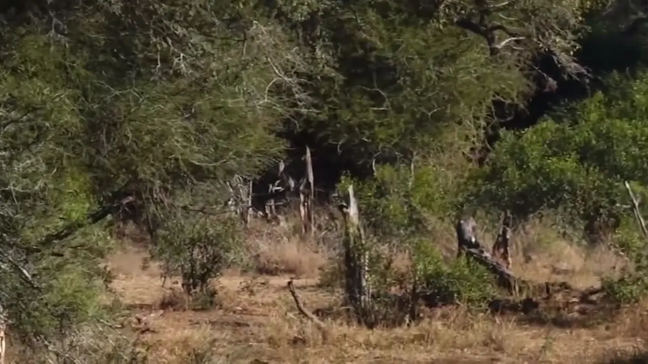 فیلم تعقیب و گریز دیدنی بین بچه گورخر و شیر