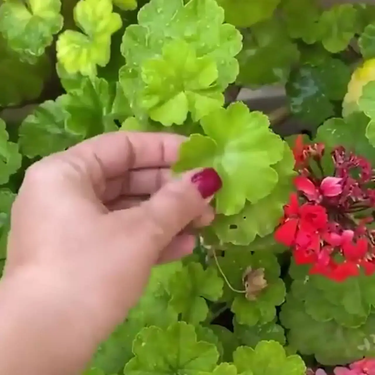 فیلم / نگاهی به چیدمان خانه مجلل لیندا کیانی بعد عروسی با داماد جذابش و تولد دوقلوهایش .../ از مبلمان مدرن و پرده‌های اعیانی تا عضو ثابت خونه‌های ایرانی، گل شمعدونی