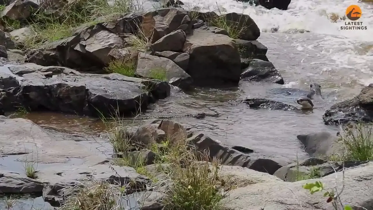 فیلم نبرد وحشیانه تمساح و دو سمور