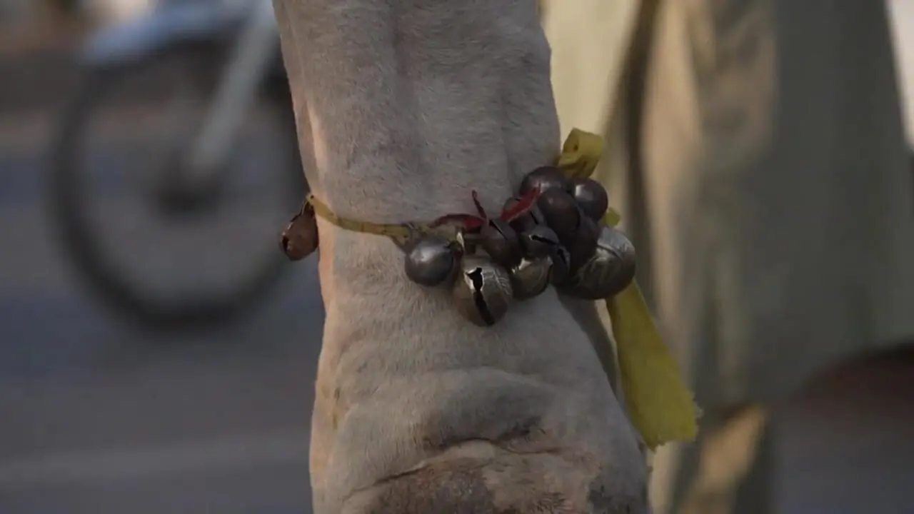 فیلم شترسواری و اسکی بازی بابانوئل ها