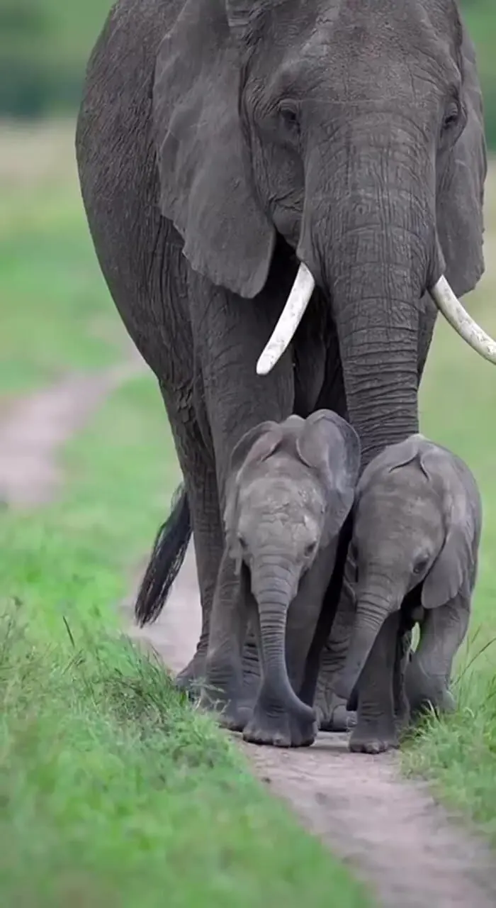 دانشمندان کشف کردند که فیل‌ها به یکدیگر نام می‌دهند + فیلم