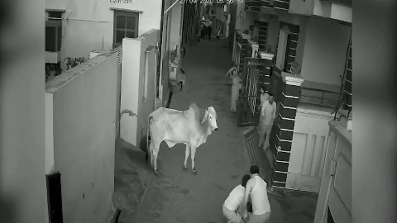 فیلم حمله خطرناک گاو به پیرزن در هندوستان