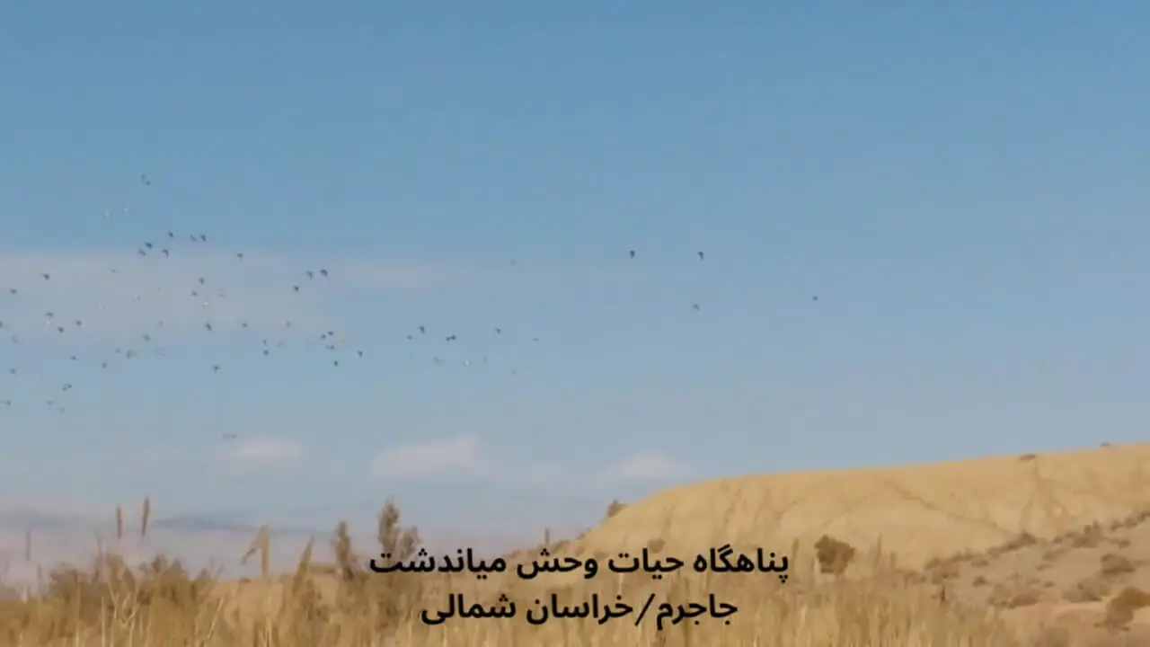 فیلم حضور صدها اردک سرسبز در میاندشت