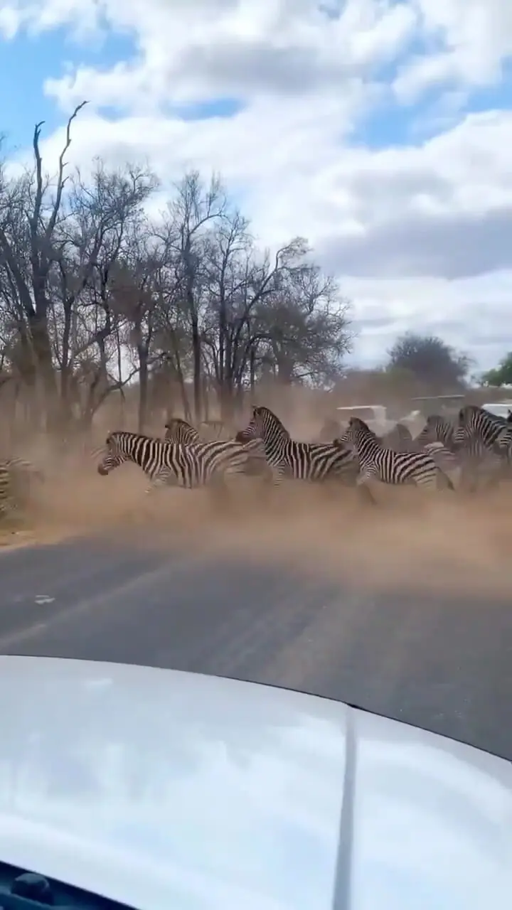 آیا می‌دانید چرا گورخرها راه‌راه هستند؟+ فیلم