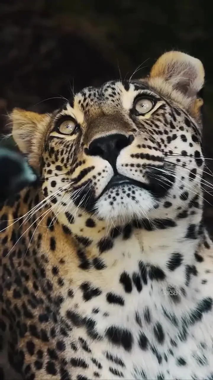 بزرگ‌ترین زیرگونه پلنگ‌ها؛ پلنگ ایرانی + فیلم