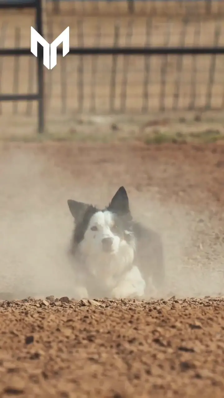 سگ‌های کار سرمایه‌ای زنده برای حفاظت و هدایت دام + فیلم