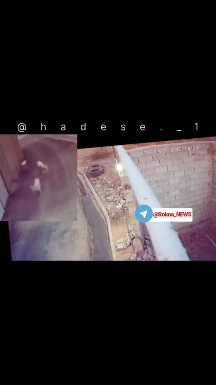 فیلم نجات معجزه‌آسا دختربچه از حمله سه سگ رهاشده در مسیر بازگشت از مدرسه