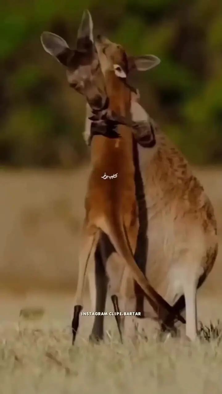 شگفتی های نظام آفرینش تمام نمی شود + فیلم 