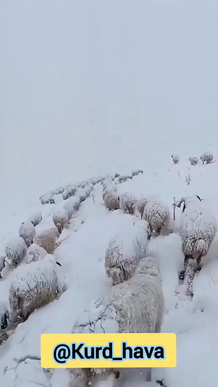 فیلم گله بزرگ گوسفندان در برف سنگین ارتفاعات کردستان