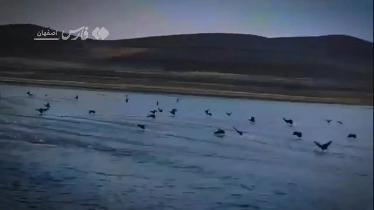 فیلم طبیعت زنده گلپایگان با پرندگان مهاجر