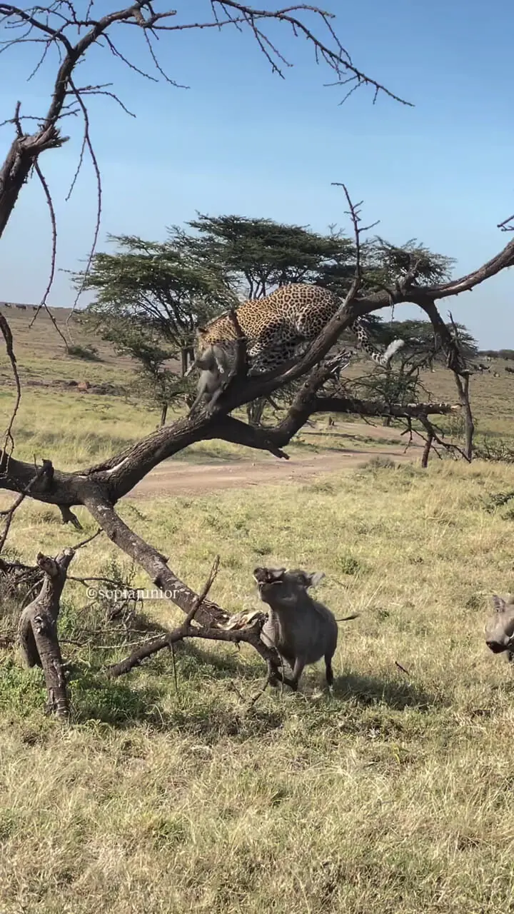 فیلم تلاش مادر گراز برای نجات توله اش از چنگال پلنگ
