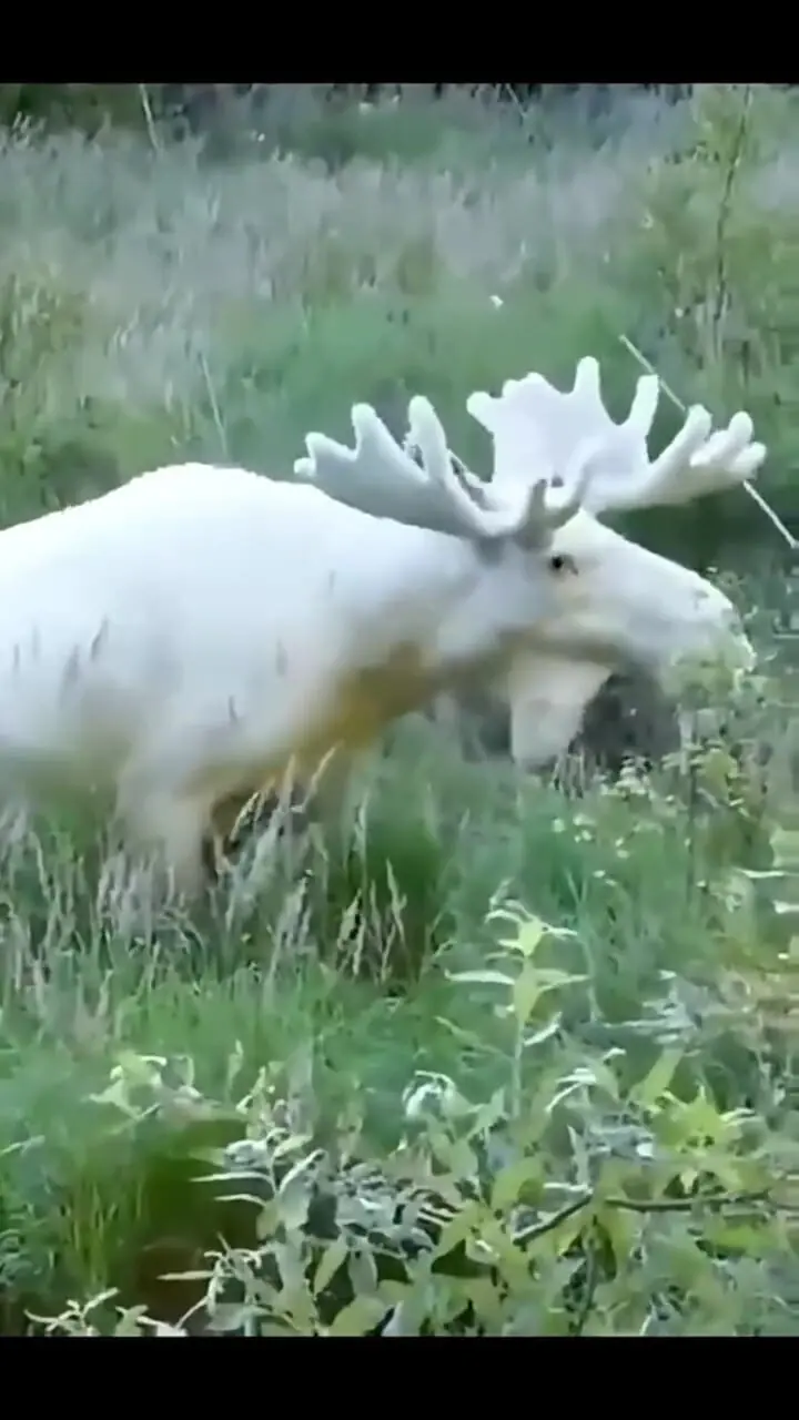 فیلم حضور گوزن آلبینو در حیات وحش