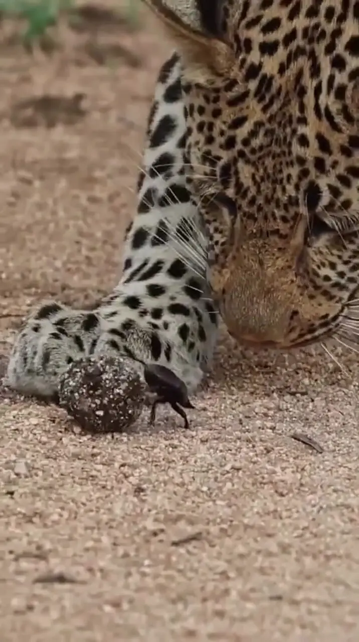 فیلم جلب توجه پلنگ توسط موجودی کوچک