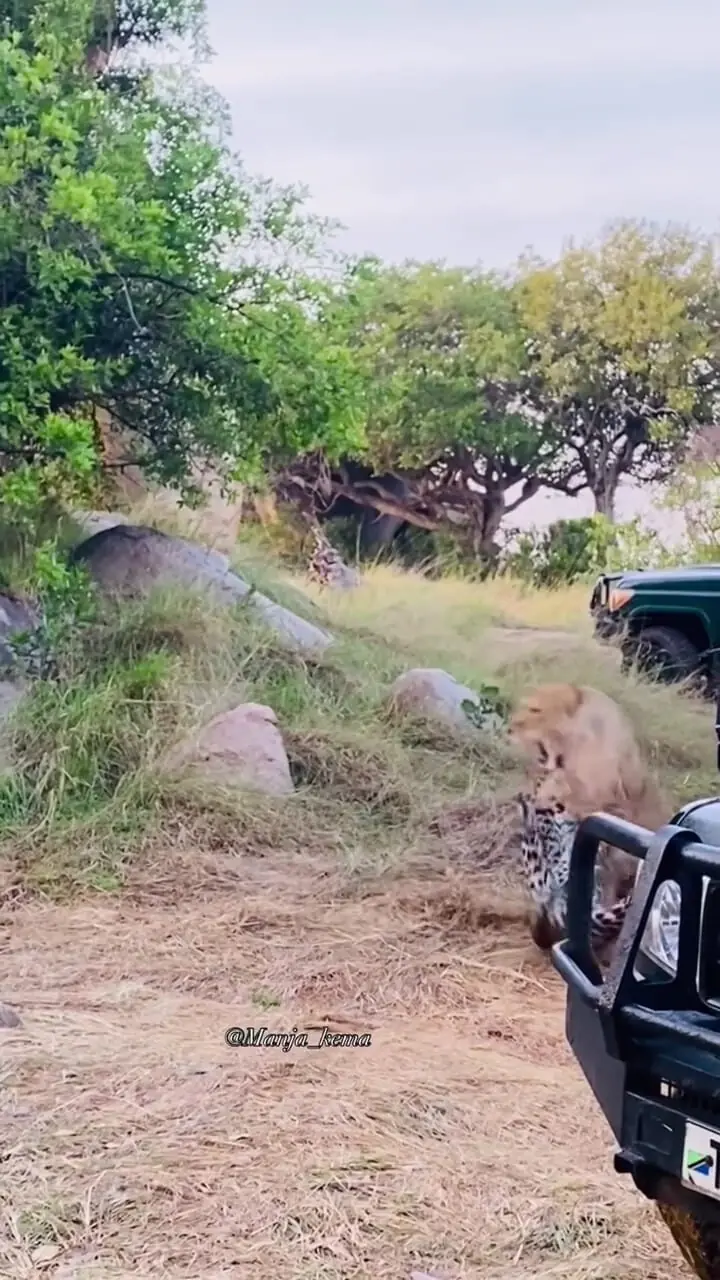 فیلم درگیری پلنگ و شیر در حیات وحش