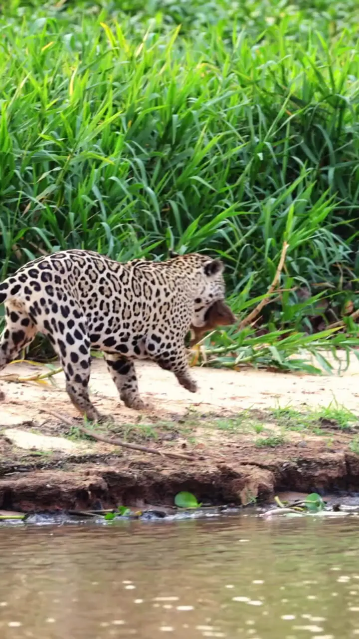 فیلم شکار بچه کاپیبارا توسط جگوار