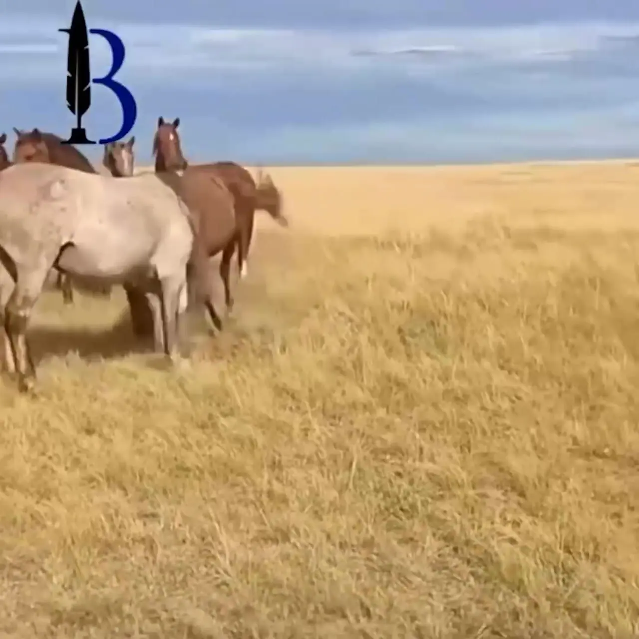 فیلم حمله اسب نر وحشی به کره اسب تازه متولد شده