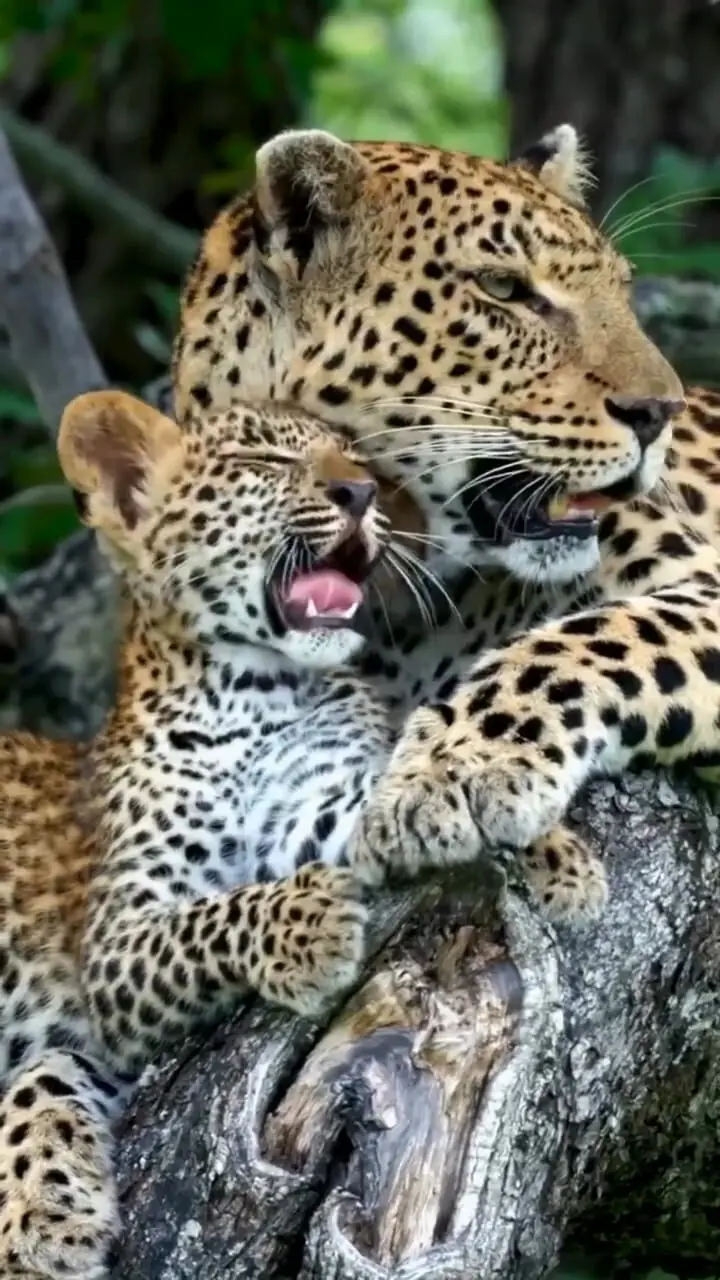 فیلم نظافت توله پلنگ توسط مادر