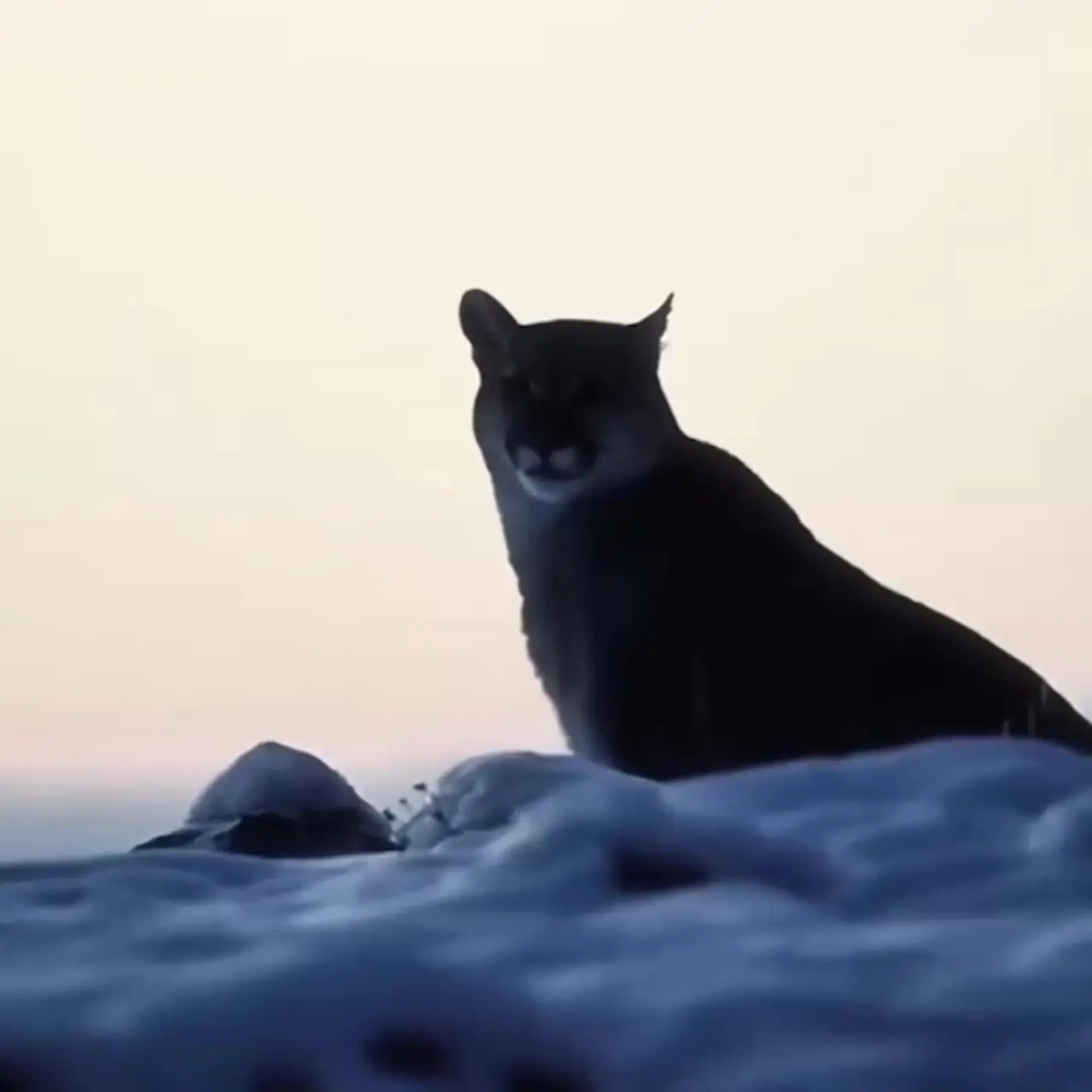 فیلم ابهت پوما در میان برف