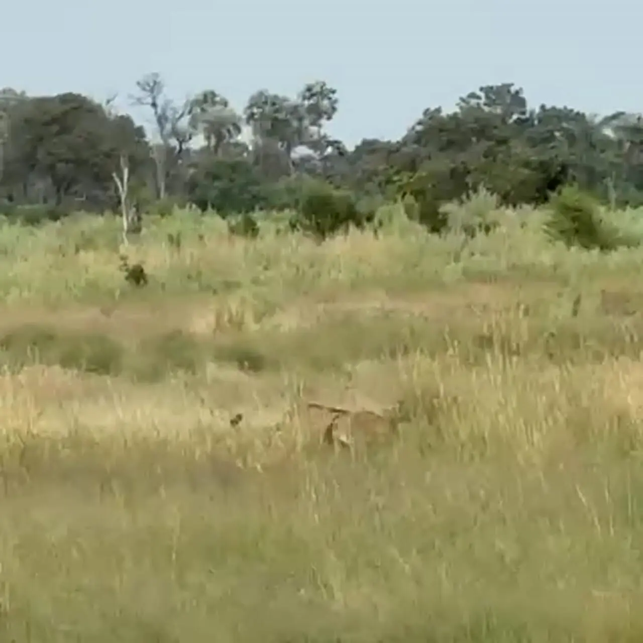 فیلم لحظات مهیج شکار گاومیش توسط شیر