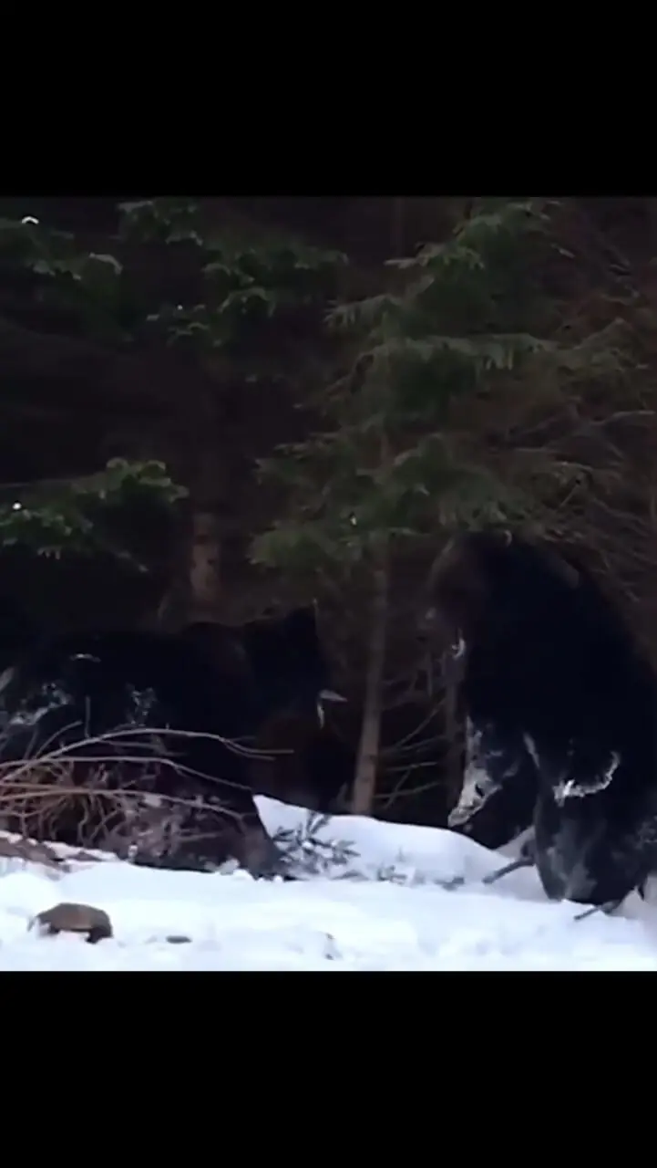 فیلم درگیری دو خرس در برف