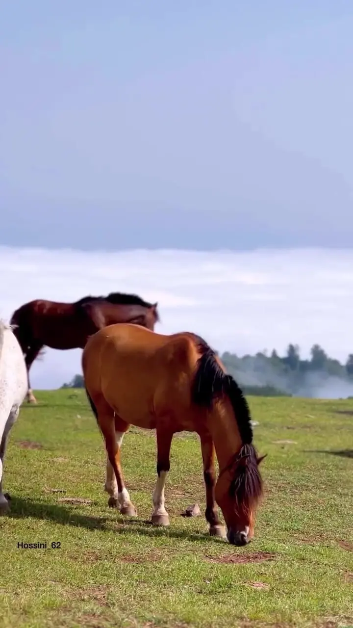 فیلم حضور گاو و اسب‌ها در طبیعت بکر الاشت