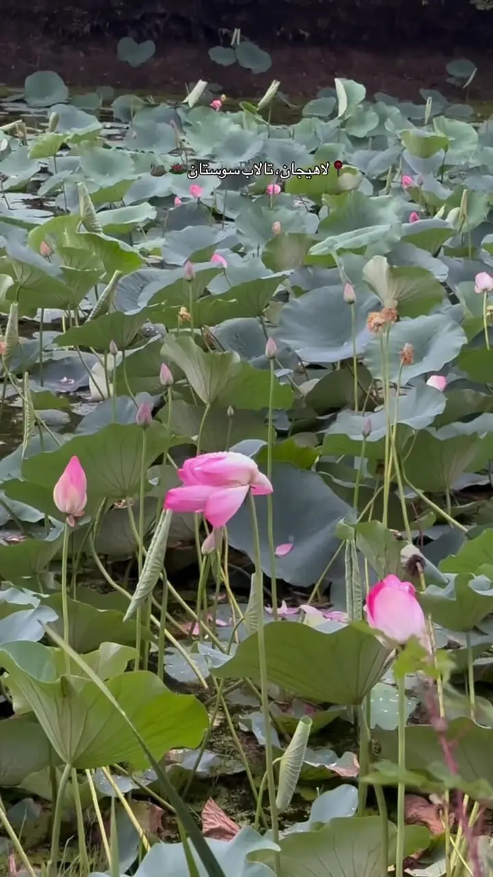 فیلم پاییز دل‌انگیز در تالاب سوستان