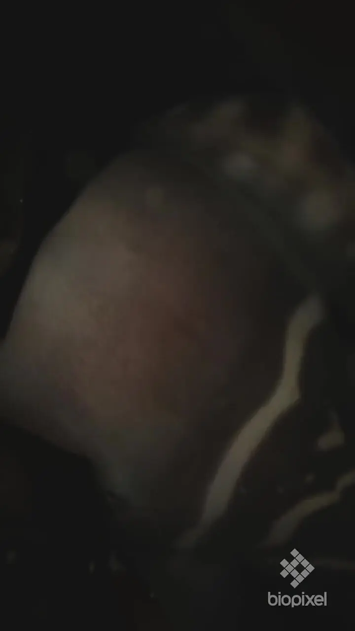 فیلم صحنه‌های نادر از جنین کوسه پلنگی