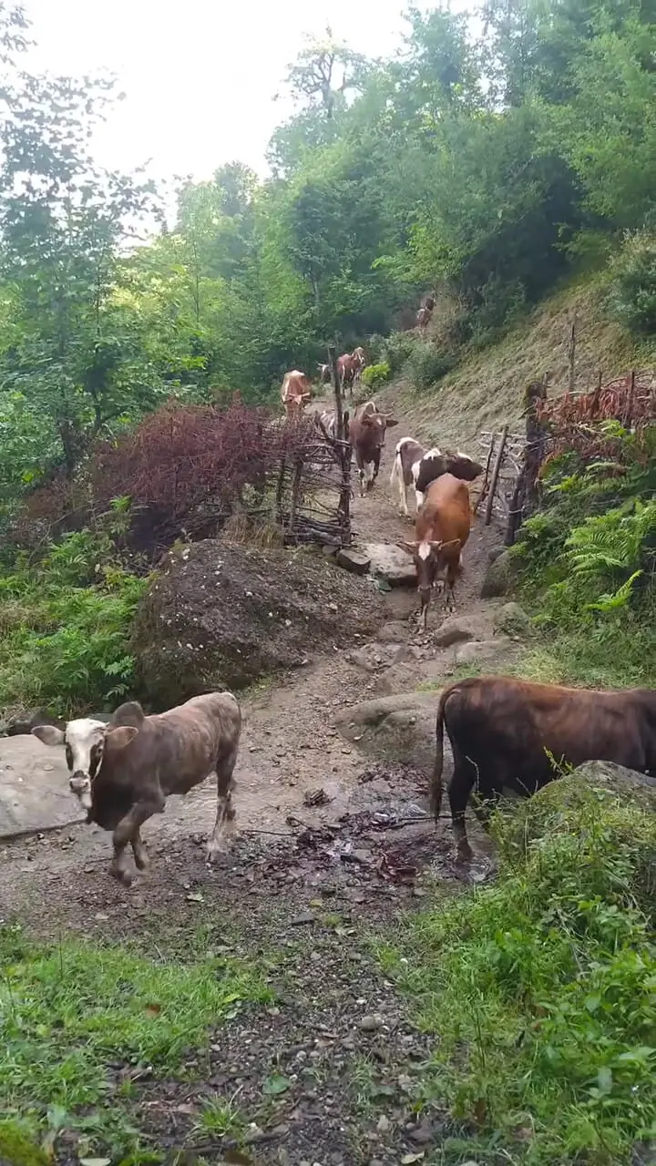 فیلم کوچ گاوها به سمت ییلاق