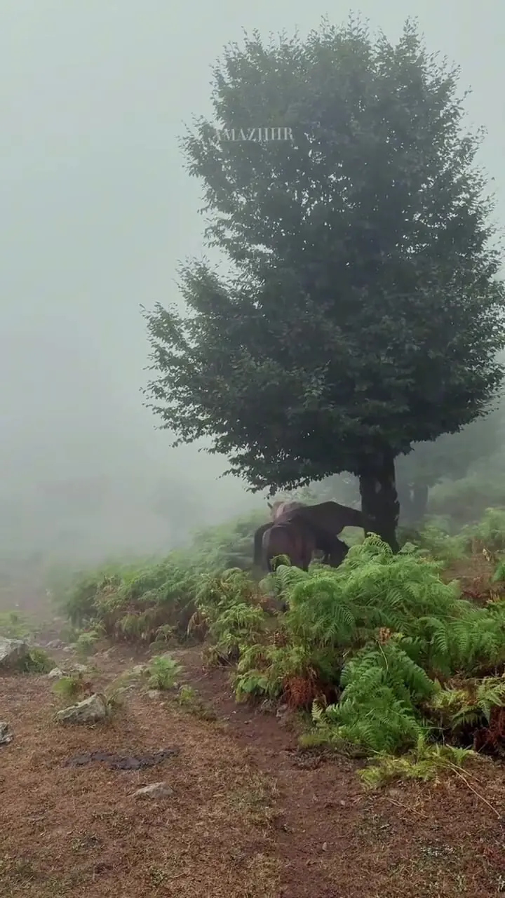 فیلم پناه گرفتن اسب‌ها زیر درخت در گیلان