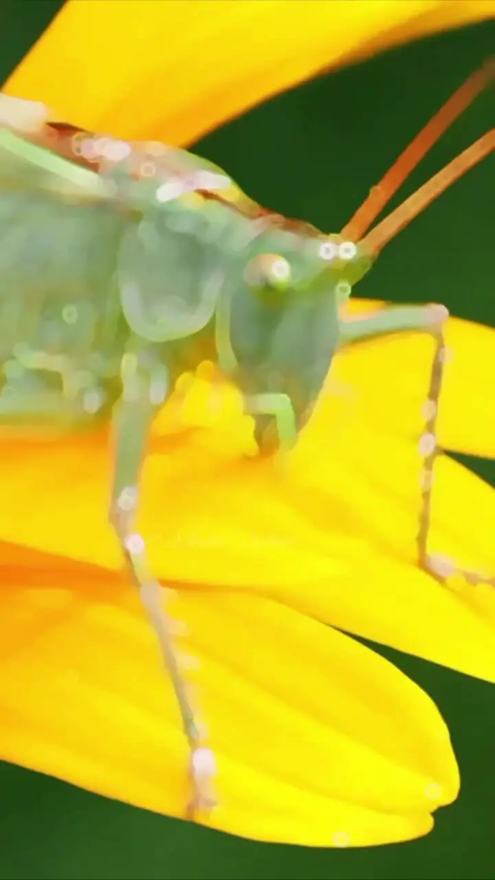 فیلم / حقیقت جالب درباره شنوایی ملخ