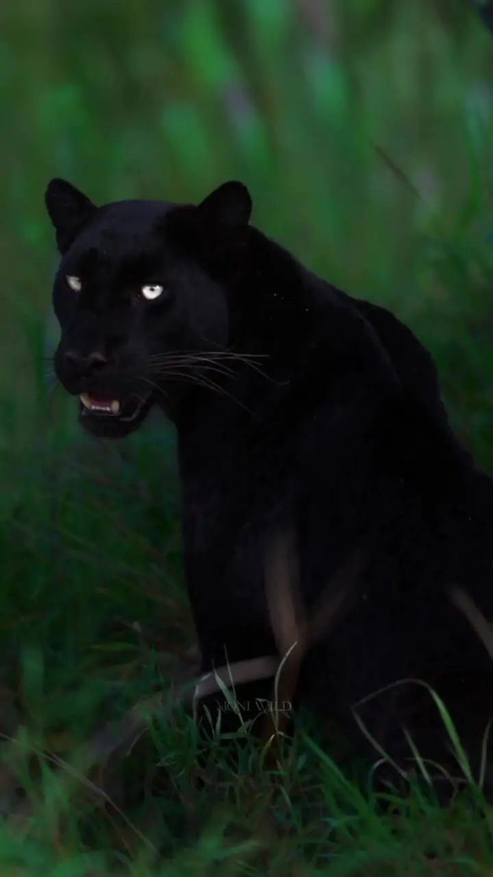 فیلم ابهت جگوار سیاه در جنگل