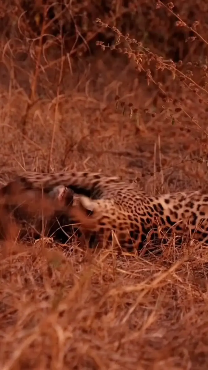 فیلم بازی جگوار با شکار خود