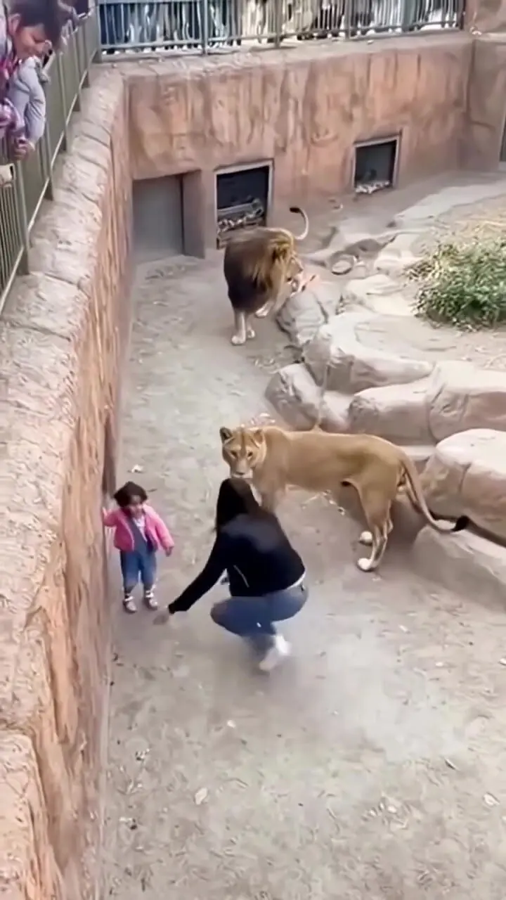 فیلم اقدام شجاعانه زن برای نجات بچه در باغ وحش