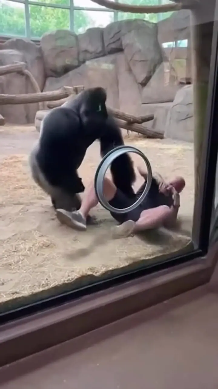 فیلم زورآزمایی مرد با گوریل ساخته شده با هوش مصنوعی