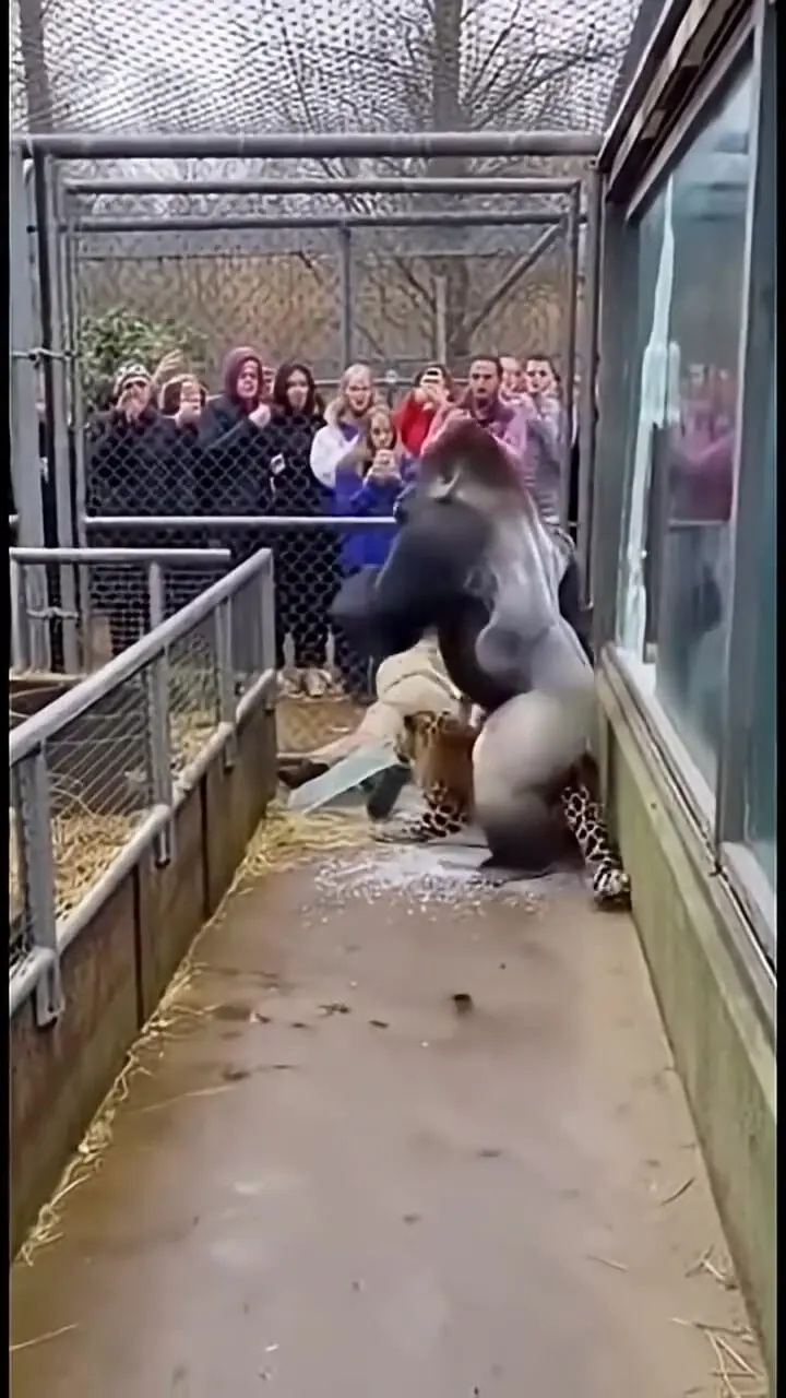 فیلم نجات نگهبان توسط گوریل ساخته شده با هوش مصنوعی