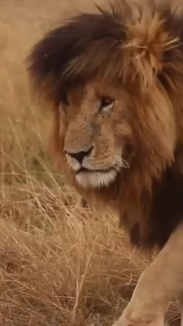 اسکارفیس افسانه‌ بی‌زوال دشت‌های آفریقا + فیلم