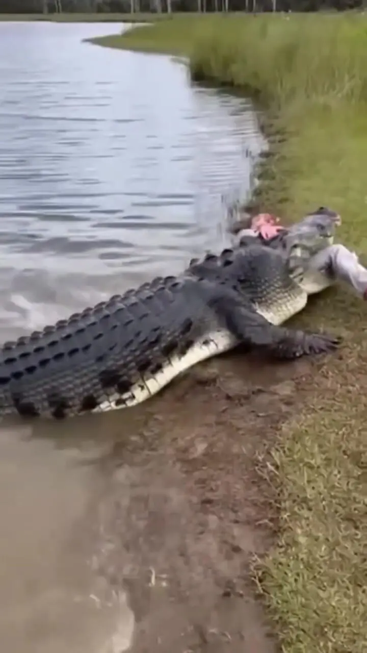 فیلم حمله کروکودیل به داماد در روز عروسی