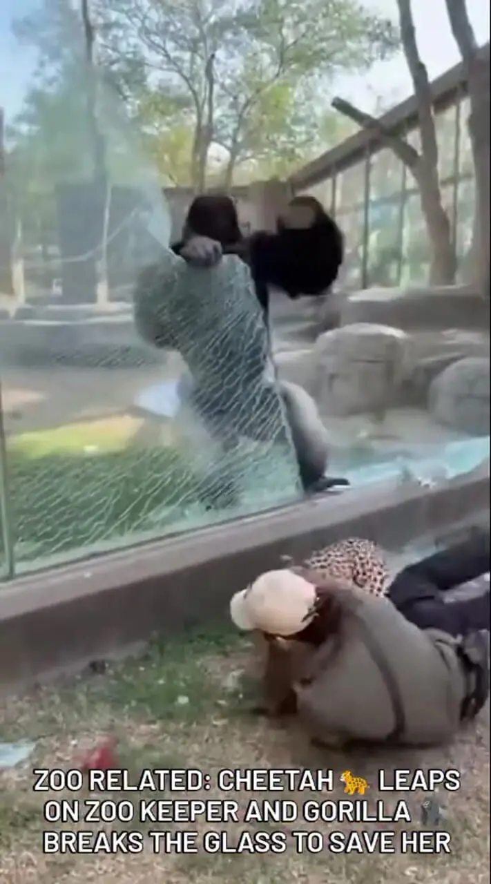 حمله یوزپلنگ به مراقب خود توسط گوریل خنثی شد