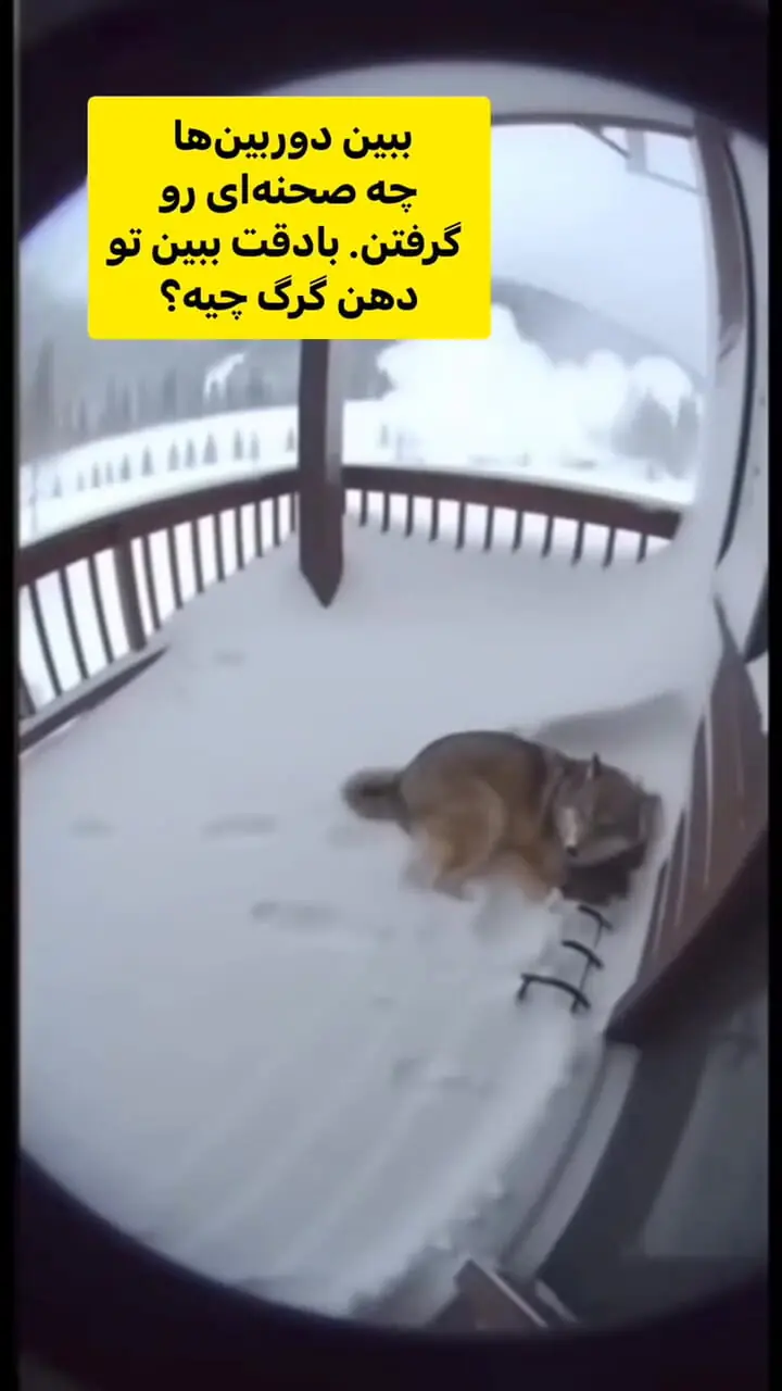 فیلم گرگ و تلاش برای حفظ جان فرزند در بهمن