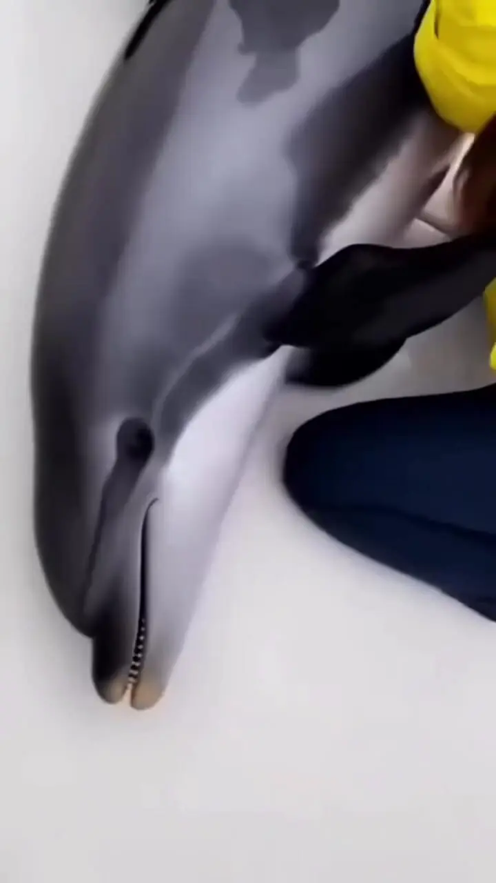 فیلم پناه بردن دلفین به قایق از حمله نهنگ