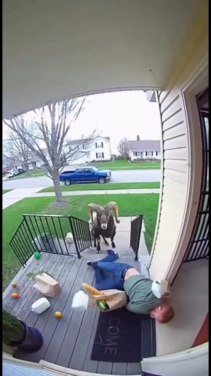 فیلم حمله سرعتی قوچ به مرد