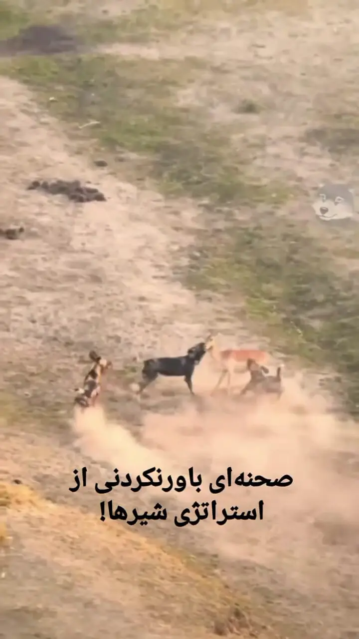 فیلم شکار آهو توسط سگ های وحشی و شیرها